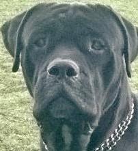 Cuccioli di Cane Corso