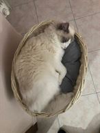 Foto 4 Ragdoll femmina di un anno cerca maschio per accoppiamento