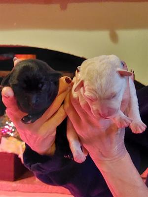 Cuccioli Razza Labrador, color miele - Foto 6