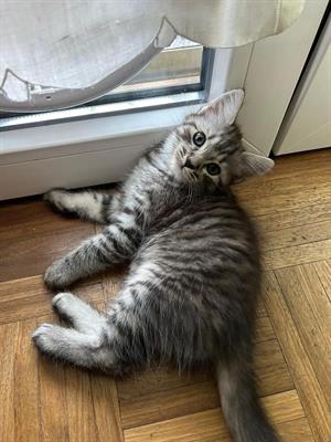Ultimi 3 cuccioli
