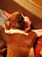 Cuccioli di Boxer Maschi Fulvi, pronta consegna - Anteprima 1