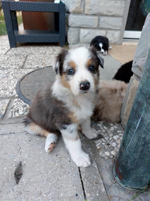 Cuccioli di Australian sheperd con pedigree - Foto 3