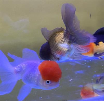 Oranda testa di leone