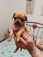 Foto 2 Cuccioli di Razza Chihuahua disponibili