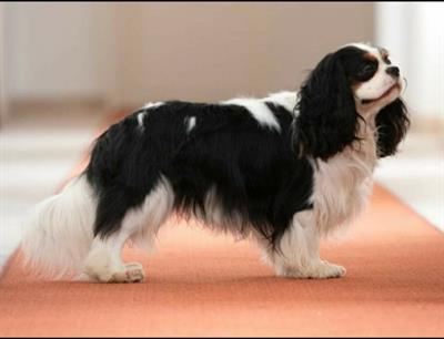 Accopiamento cavalier king