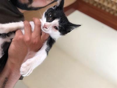 Regalo gattini
