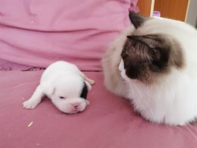 Cuccioli di Bouledogue Francese