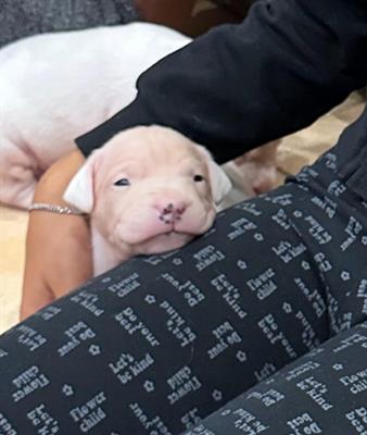 Cucciolo dogo argentino, genitori visibili - Anteprima 1