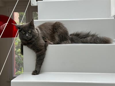 Main coon blu smoke maschio per accoppiamento
