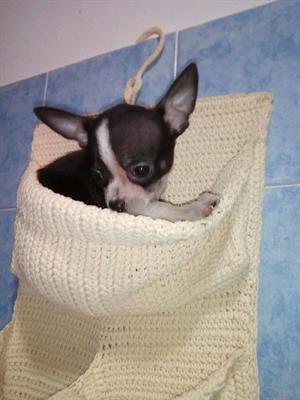 Femmina Chihuahua mini toy 6 mesi 1.3 kg