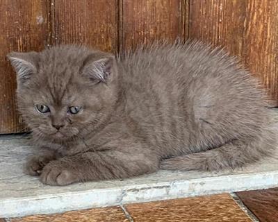 Cuccioli Scottish fold e straik