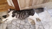 Accoppiamento siberiano