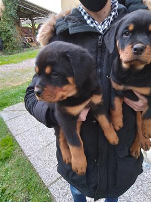 Cuccioli rottweiler
