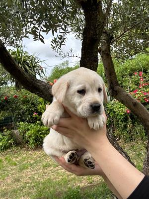 Cuccioli di Labrador in vendita
