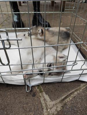 Siberian Razza husky puri disponibili - Foto 3