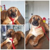 Dafne cucciola dolcissima