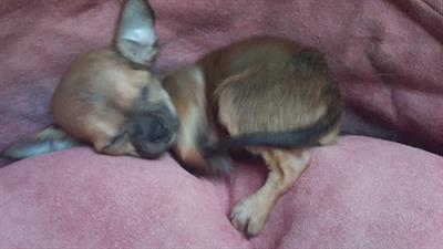 Chihuahua mini toy - Foto 2
