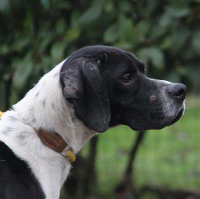 GULLIVER Pointer M - cerca casa - Foto 4