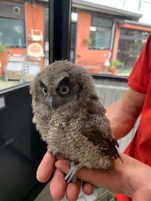 Assiolo Dei Tropici Baby (Otus choliba) - Foto 3