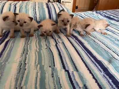 Cuccioli gatti siamesi
