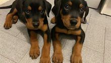 Cucciole rottweiler