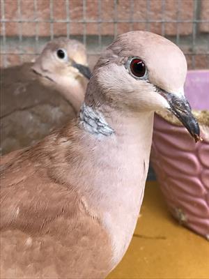 TORTORE DAL COLLARE - Anteprima 1