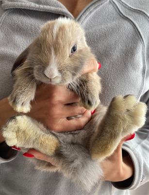 Cuccioli coniglio ariete nano puro