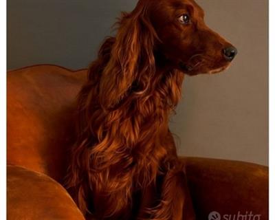 Cuccioli setter irlandese rosso