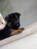 Cuccioli di pastore tedesco