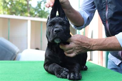 Cucciolo Cane Corso
