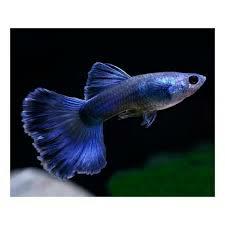 Platy Pinne Nere e Guppy Blu Moscow