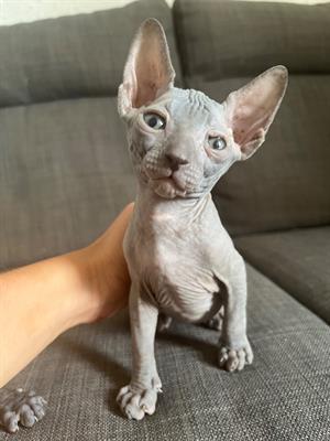 Vendo 4 gattini sphynx 1 di cui una - Foto 4