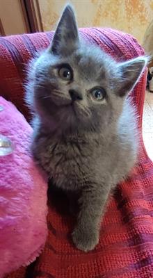 British shorthair