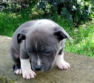 Femmine Amstaff con pedigree