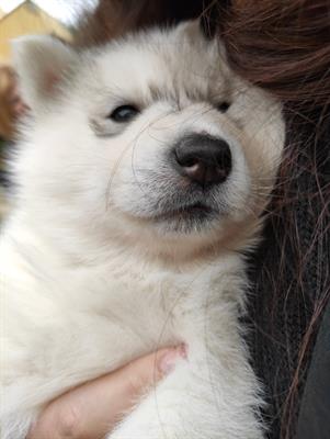 Siberian Razza husky puri disponibili - Foto 6