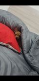 Chihuahua taglia piccola - Anteprima 1