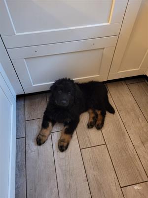 Cuccioli Hovawart