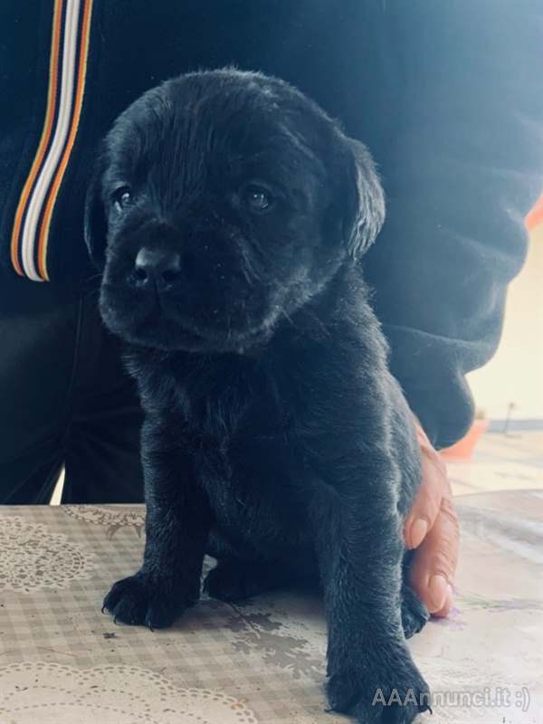 Cuccioli Razza Labrador con ENCI ed FCI