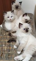 Cuccioli di Ragdoll Seal Point da compagni