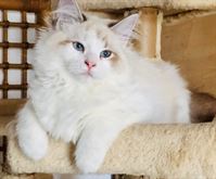 Cucciolo di gatto siberiano ipoallergenico