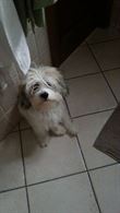 Foto 4 Maltipoo - Maltese / Barbaoncino