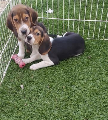 Cuccioli di Razza Beagle - Anteprima 1