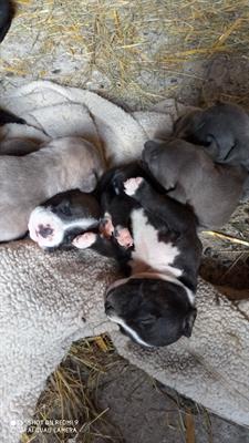 Cuccioli American Razza Pitbull Terrier - Foto 6