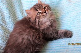 Foto 5 Favolosi Cuccioli Persiani, a pelo lungo