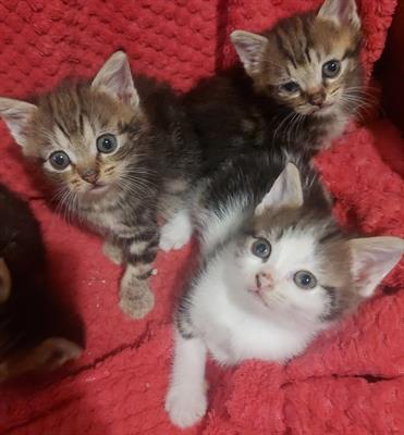 Gattini regalo