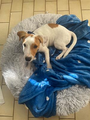 maschio jack russell