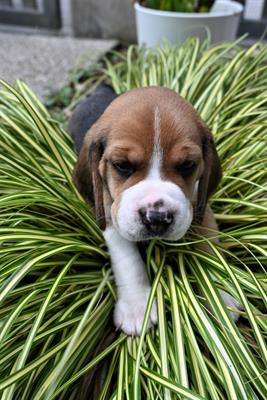 Cuccioli di Razza beagle - Foto 4