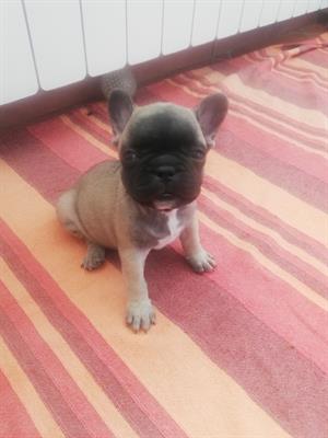 Bulldog Francese pedigree, colore fulvo - Foto 2