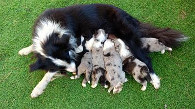 Cuccioli di border collie