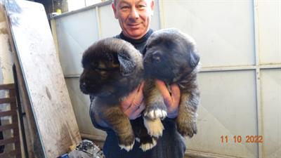 Cuccioli Pastore del caucaso in vendita - Foto 4